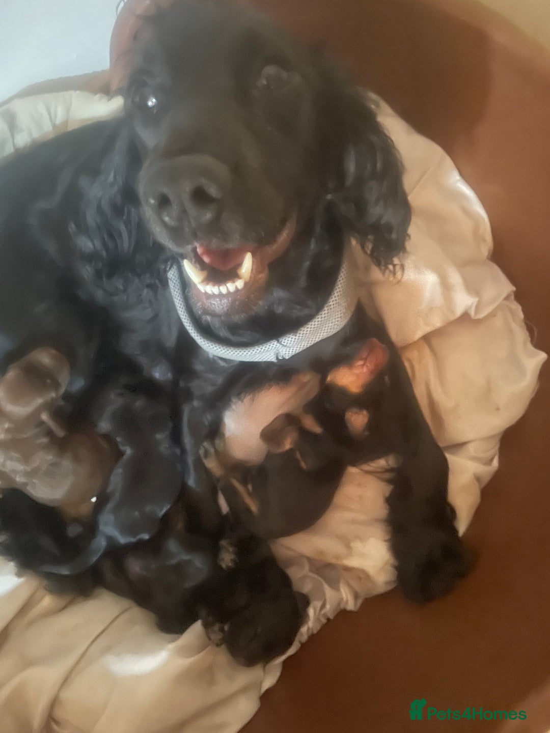 Cocker Spaniel dogs for sale: Cocker spaniel pups  - Image 4