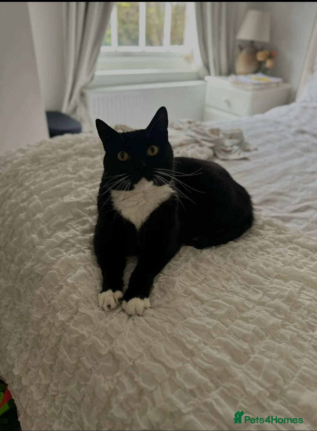 Domestic Shorthair cats for sale: Bertie & Buttons – Loving Bonded Pair 🐾 in Oswestry - Advert 2