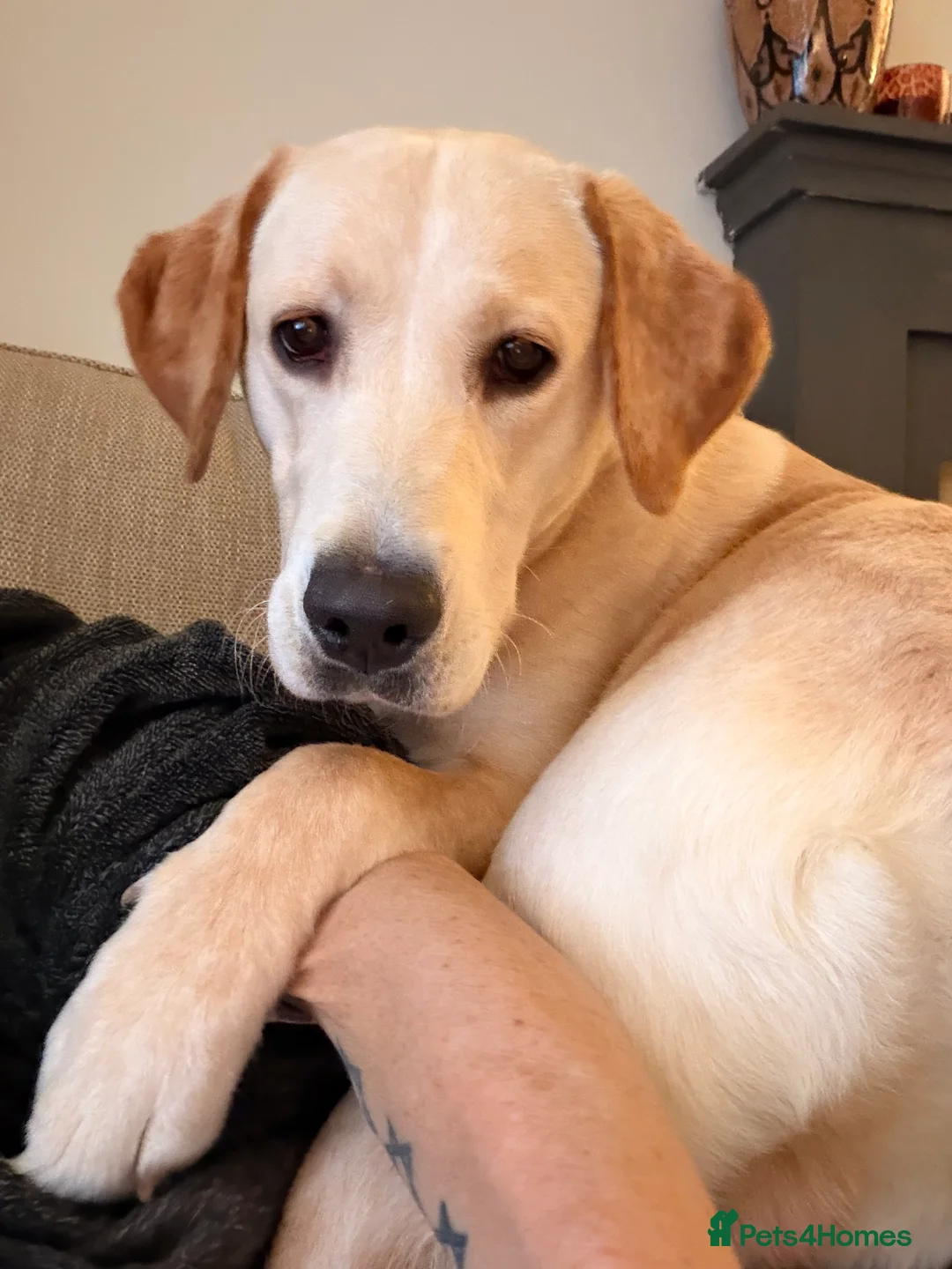 Labrador Retriever dogs for sale: Labrador for sale in Houghton le Spring - Advert 1