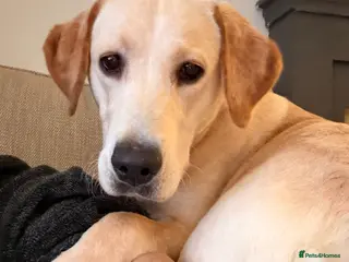 Labrador Retriever dogs Labrador for sale in Houghton le Spring - Advert 18