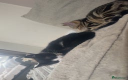 Mixed Breed cats for sale: 2 beautiful kittens - Image 5