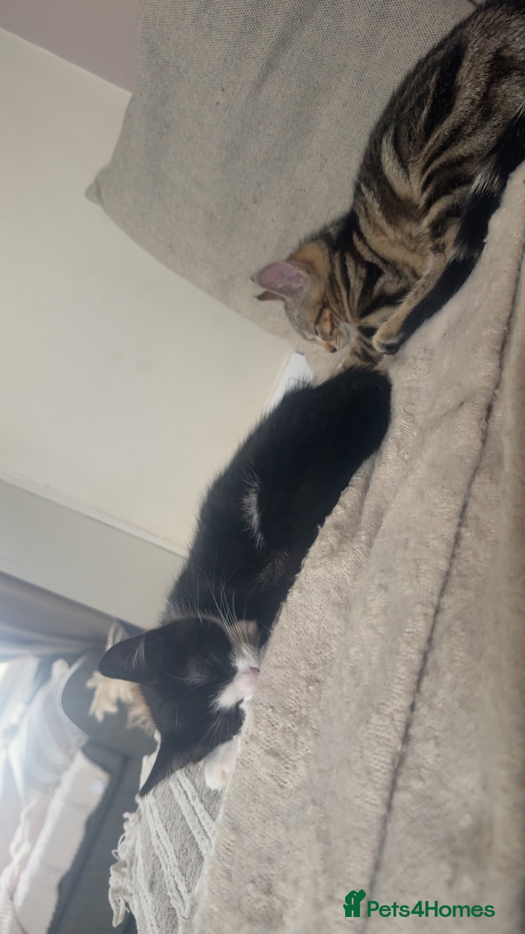Mixed Breed cats for sale: 2 beautiful kittens - Image 5