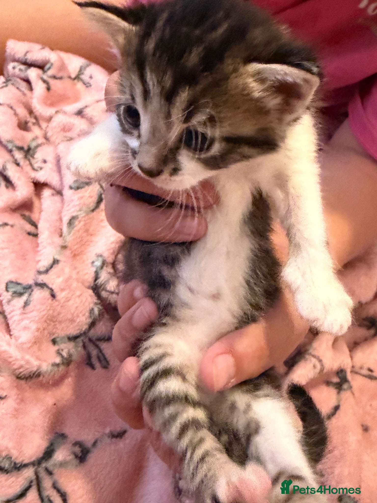 Mixed Breed cats 4 beautiful kittens  - Advert 3