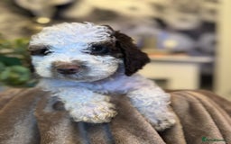 Cockapoo dogs for sale: Miniature Cockapoo Multi Generation  in Darwen - Image 19