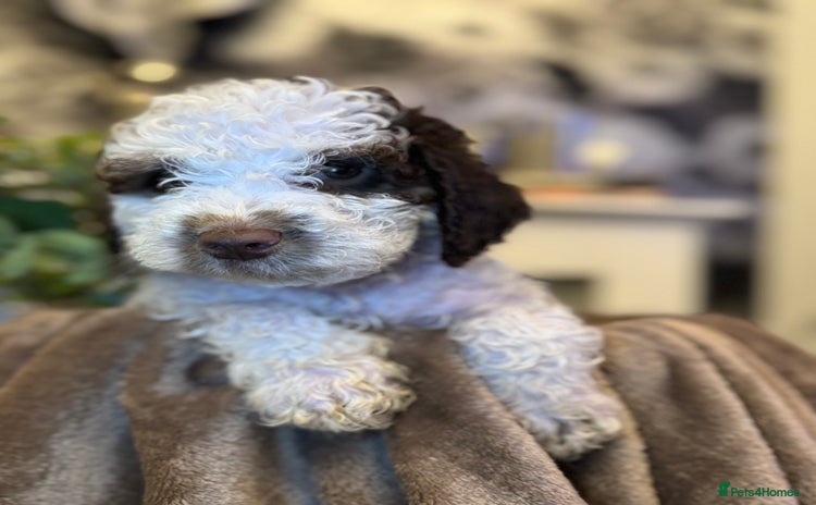 Cockapoo dogs in Darwen - Advert 7