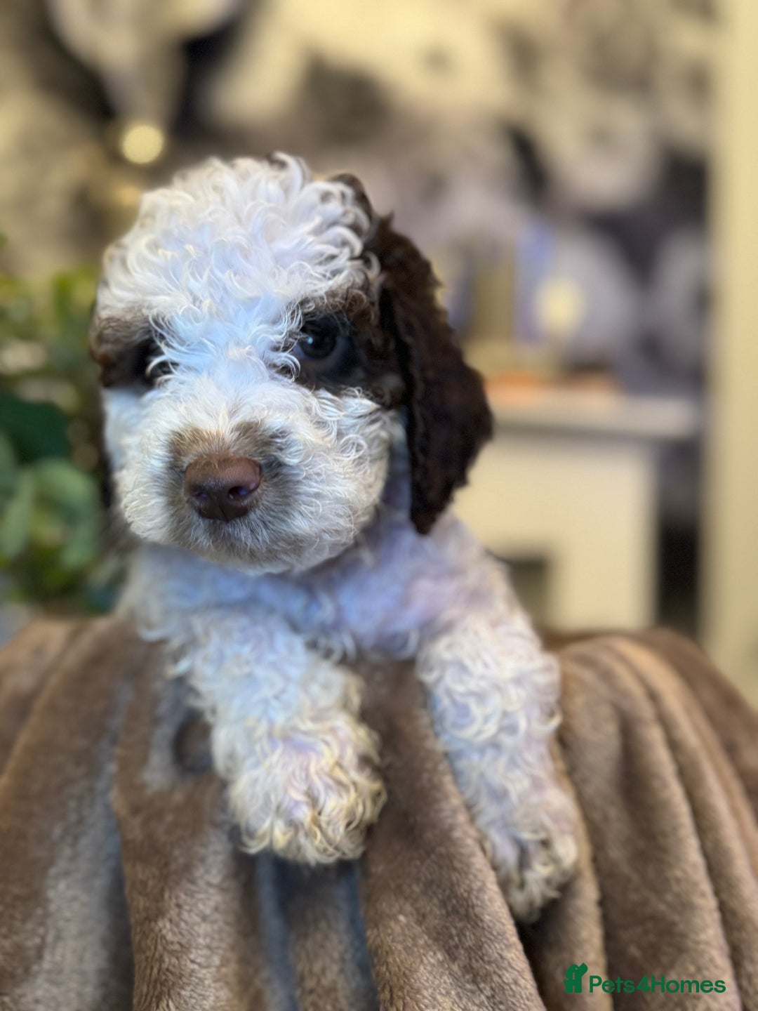 Cockapoo dogs for sale: Miniature Cockapoo Multi Generation  in Darwen - Image 19
