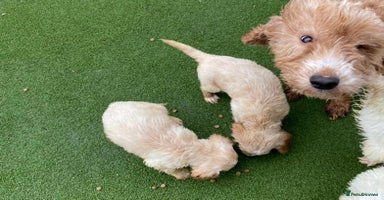 Cockapoo dogs - Advert 8