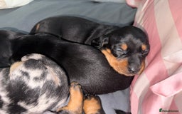 Dachshund dogs for sale: dachshund puppies  - Image 9
