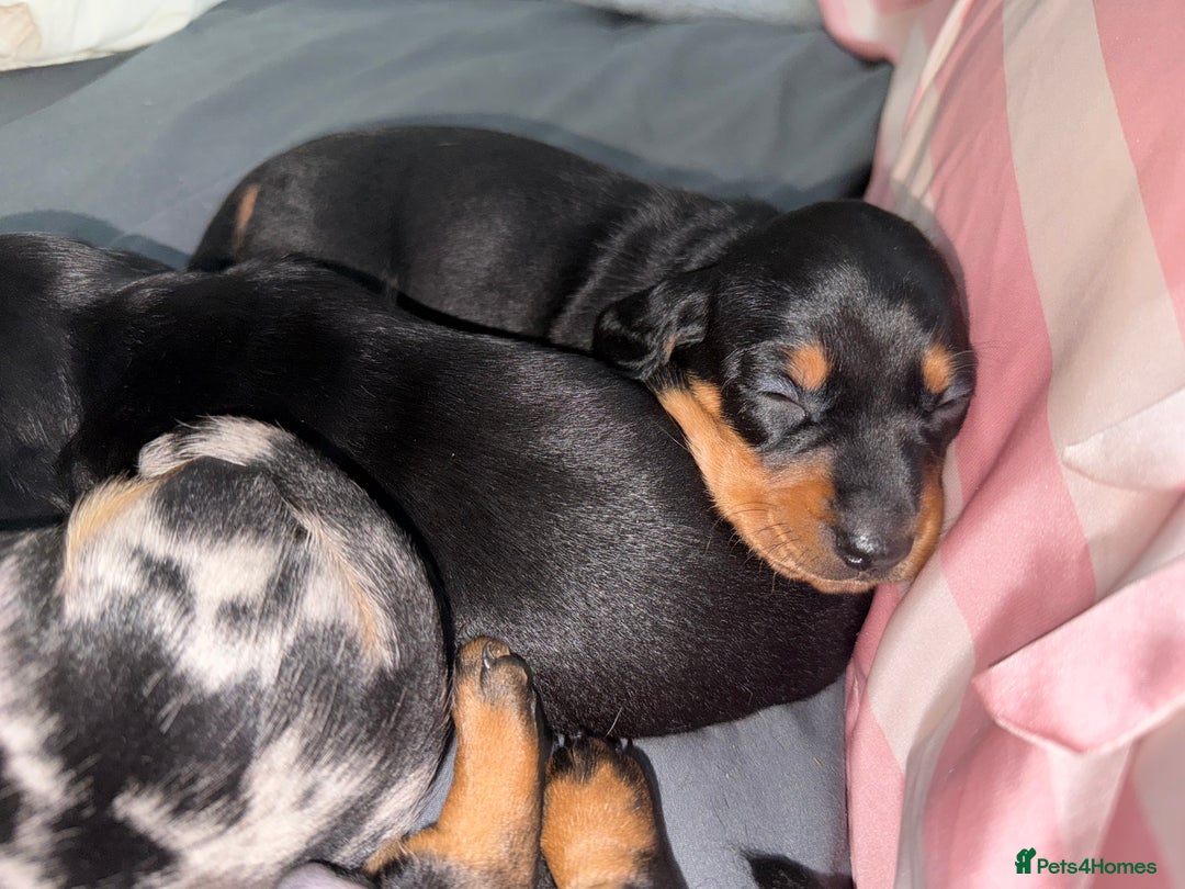 Dachshund dogs for sale: dachshund puppies  - Image 9
