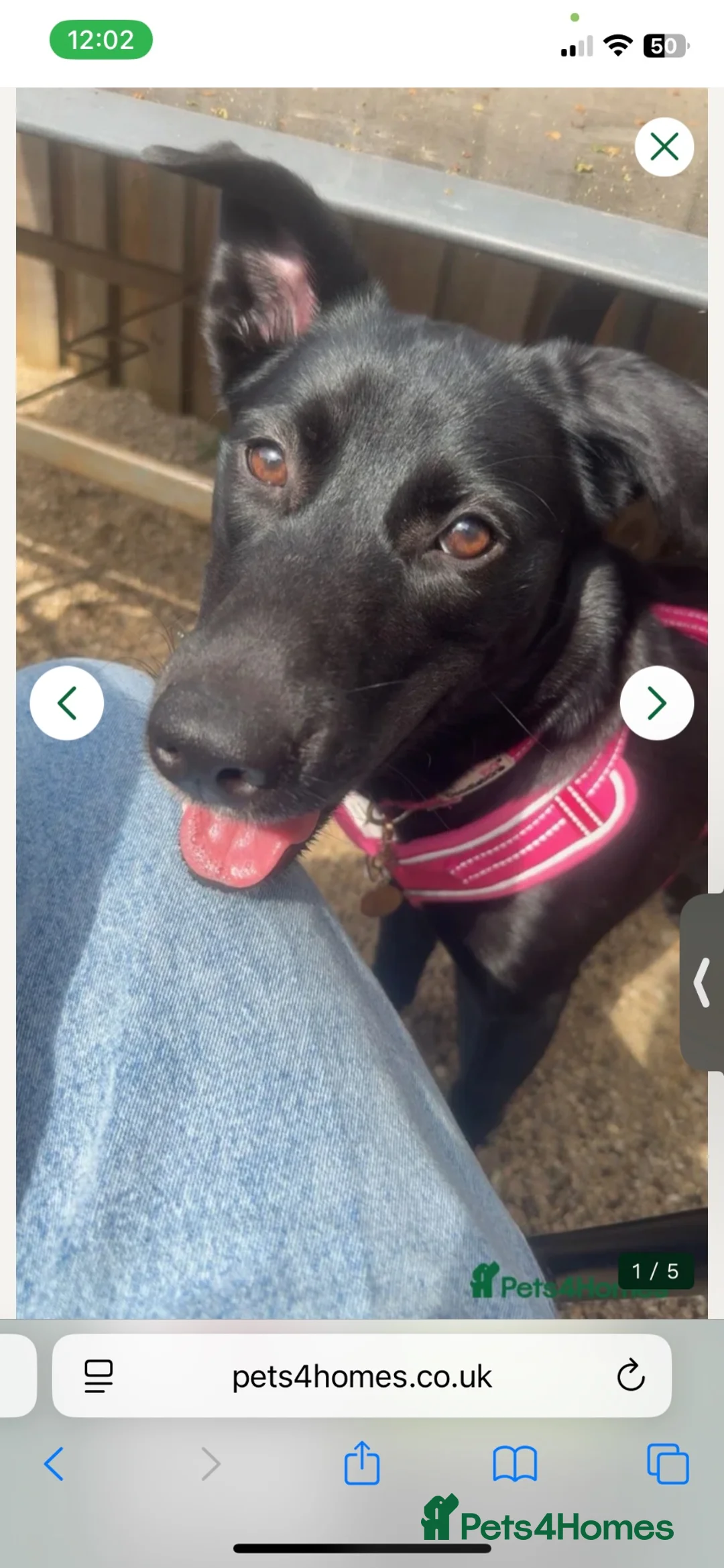 Labrador Retriever dogs for sale: Storm Siberian husky crossed Labrador  - Advert 1