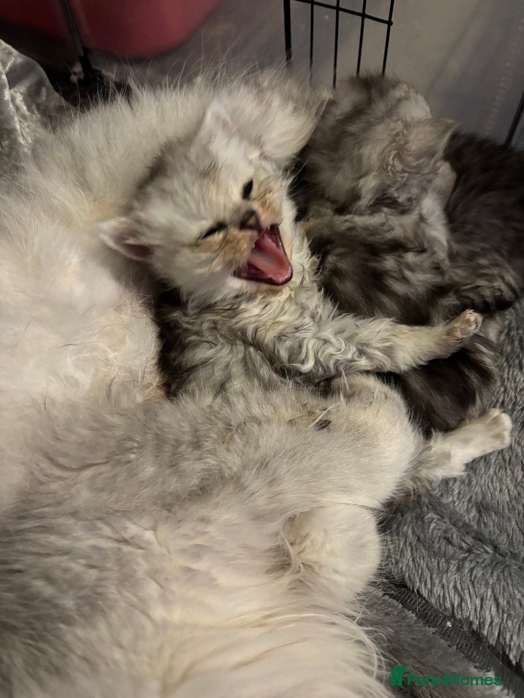 Persian cats for sale: Stunning Persian X mainecoon babies - Advert 13