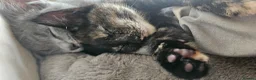 Mixed Breed cats for sale: Stunning and unique kittens - Advert 4