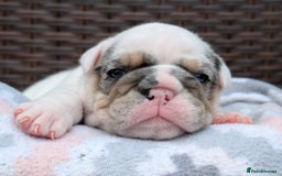 English Bulldog dogs for sale: 🐶🩵 English Bulldog Puppies for Sale 🐾✨ - Image 6
