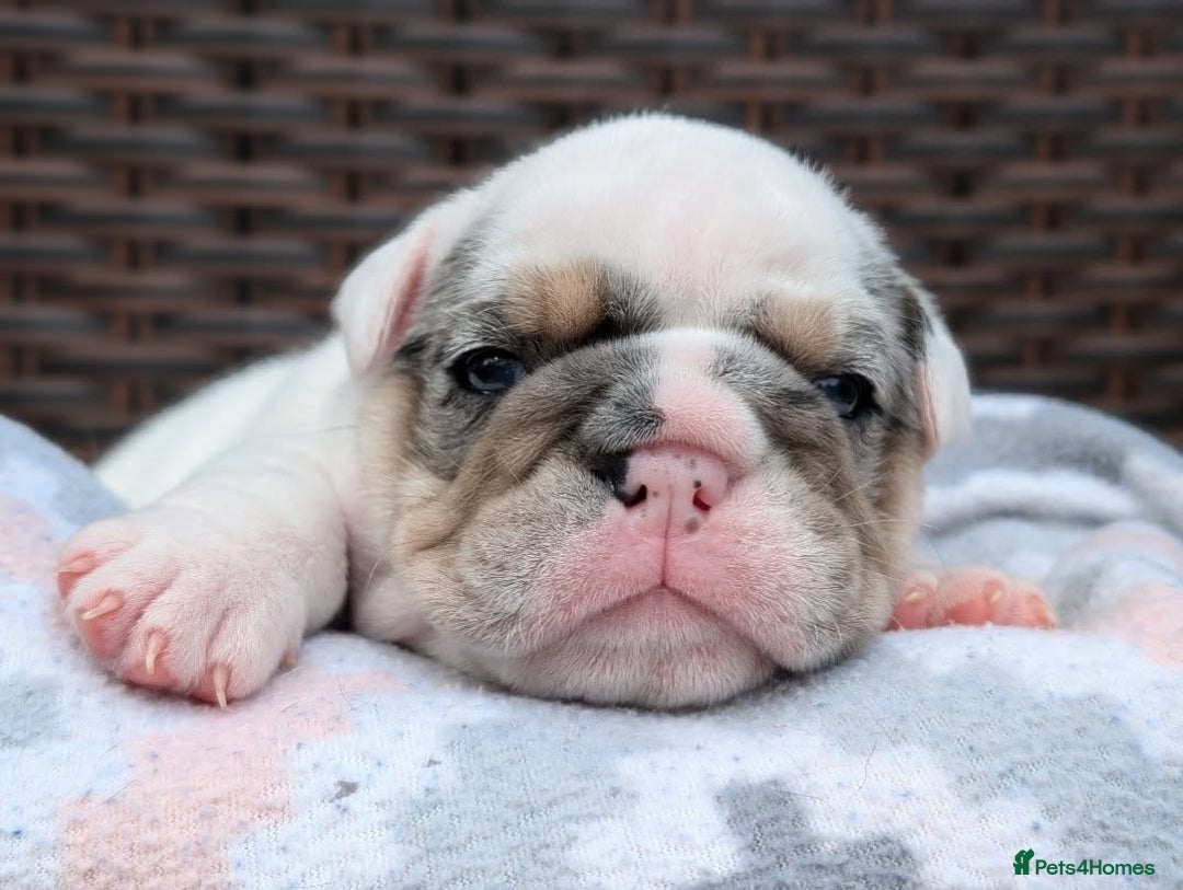 English Bulldog dogs for sale: 🐶🩵 English Bulldog Puppies for Sale 🐾✨ - Image 6