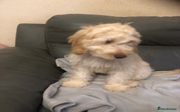 Cockapoo dogs for sale:  F1 Cockapoo MALE Dna health test Clear parents  - Image 9