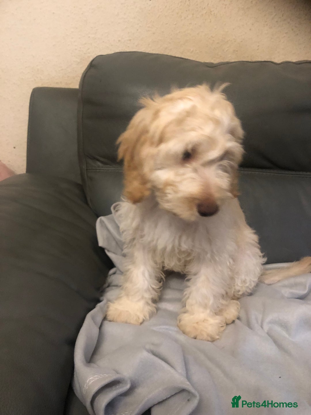 Cockapoo dogs for sale:  F1 Cockapoo MALE Dna health test Clear parents  - Image 9
