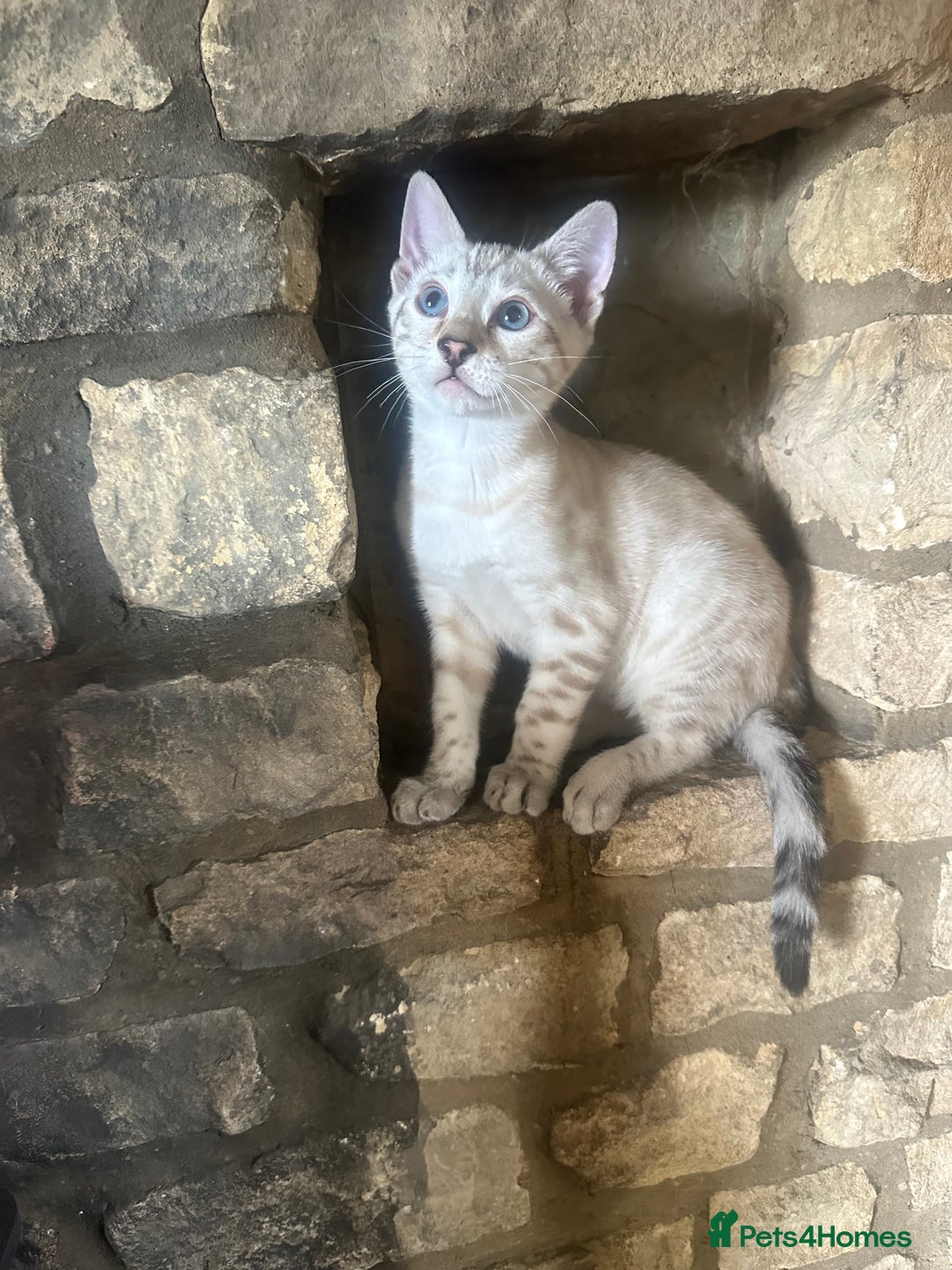 Bengal cats for sale: Snow lynx point bengal kittens  - Image 6