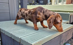 Miniature Dachshund dogs for stud: Choc & Tan Minature Dachshund STUD - Image 16