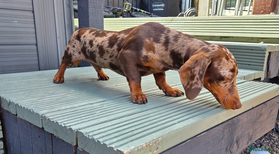 Miniature Dachshund dogs for stud: Choc & Tan Minature Dachshund STUD - Image 16