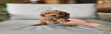 Toy Poodle 3