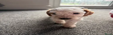 Cockapoo 2