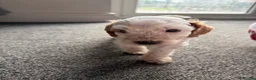 Cockapoo dogs for sale: 2x F2 cockapoos for sale - Advert 2