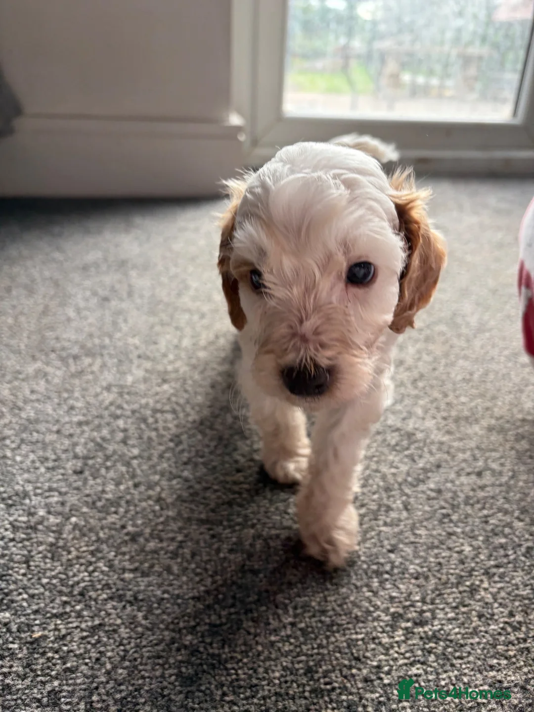 Cockapoo dogs for sale: 2x F2 cockapoos for sale - Advert 2
