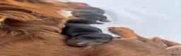 Miniature Dachshund dogs for sale: Miniature dachshund puppies for sale - Advert 4