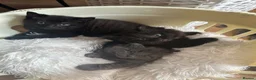 Mixed Breed cats for sale: Gorgeous kittens - Advert 12