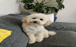 Cockapoo dogs for sale: Millie  - Image 5