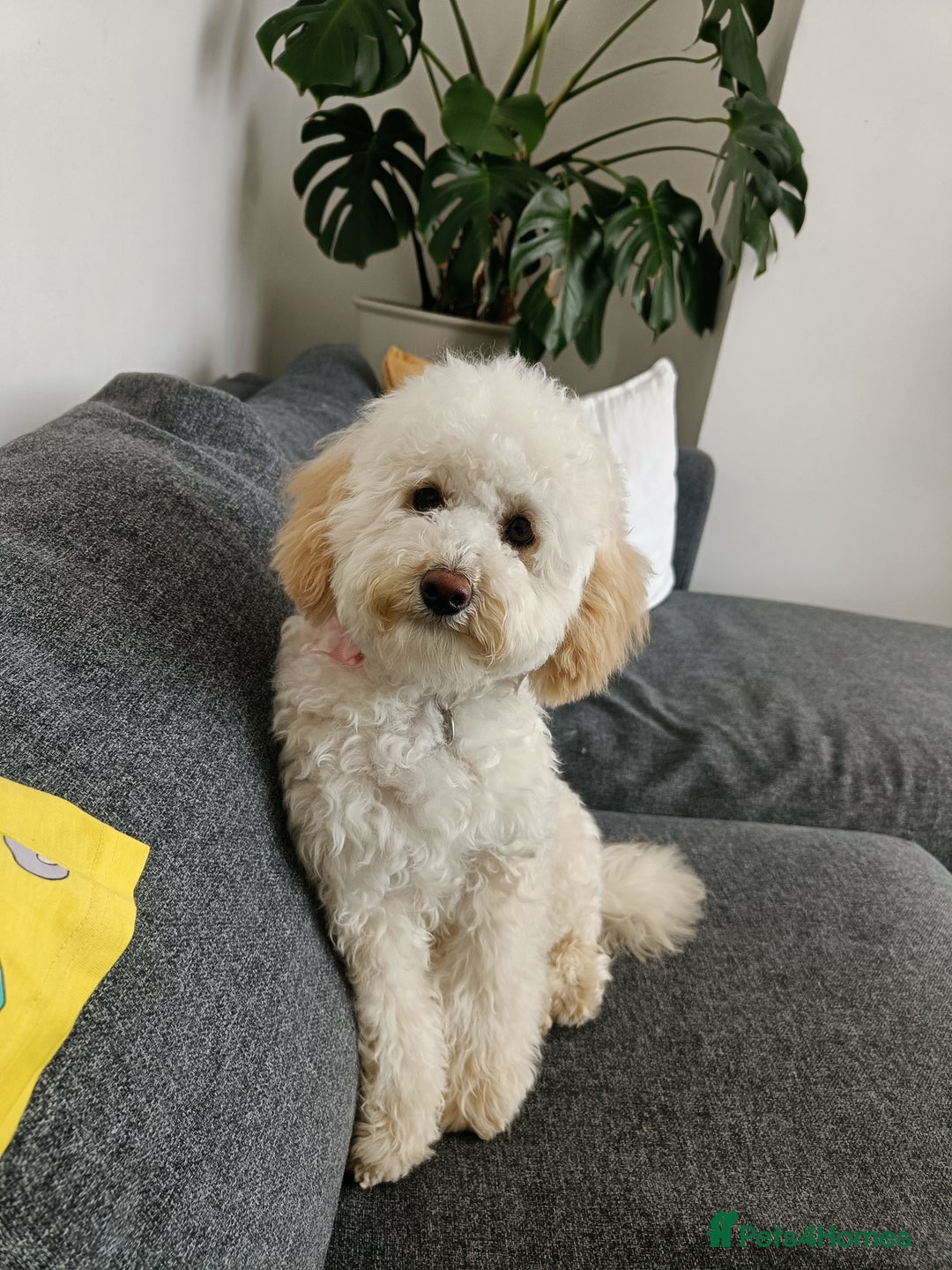 Cockapoo dogs for sale: Millie  - Image 5