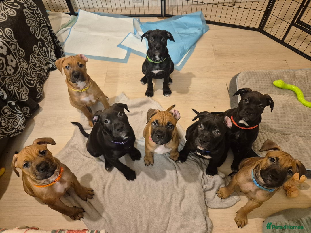 Mixed Breed dogs for sale: Bullmastiff x puppies 🐶  - Advert 36
