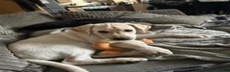 Labrador Retriever dogs for stud: White Labrador stud in Morpeth - Advert 15