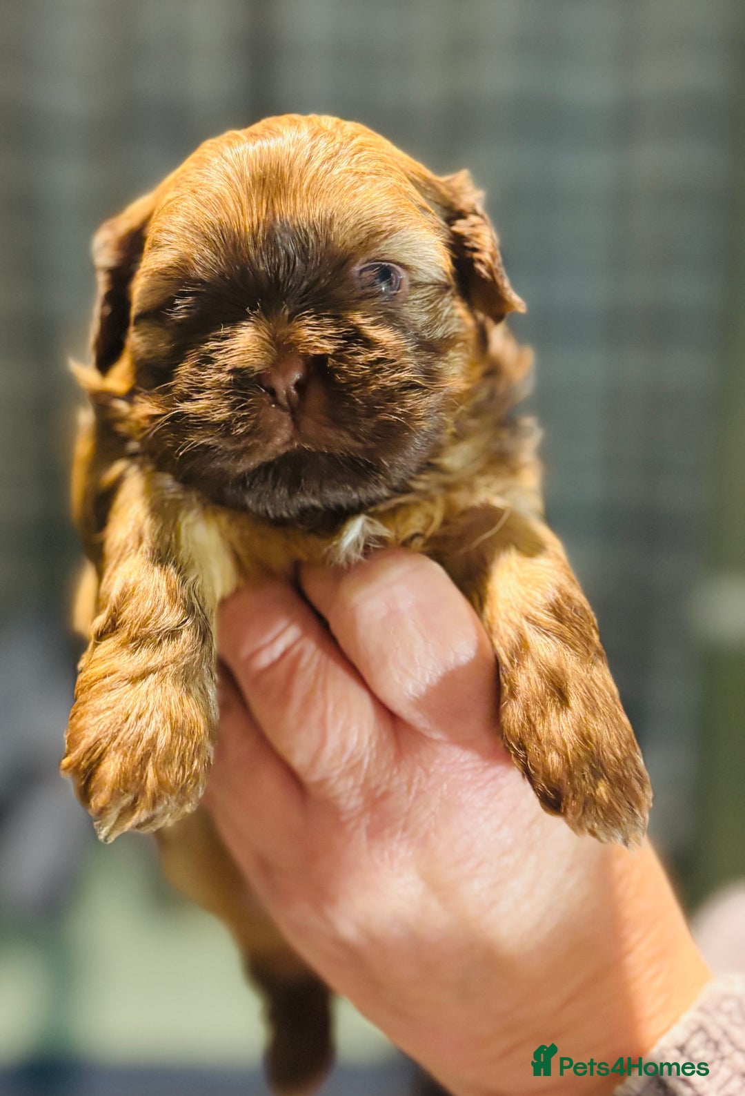 Shih Tzu dogs for sale: Beautiful shih tzu babies  - Advert 19