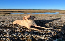 Labrador Retriever dogs for sale: Sensitive and Devoted Labrador  - Image 10