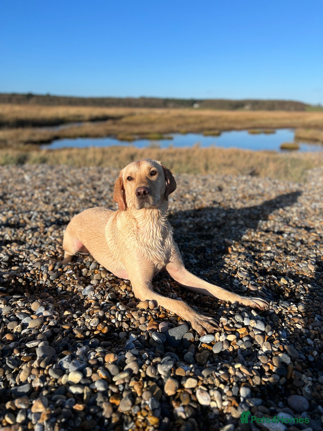 Labrador Retriever dogs for sale: Sensitive and Devoted Labrador  - Image 10