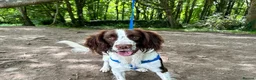 English Springer Spaniel dogs for stud: SPRINGER SPANIEL ENGLISH FOR STUD - Advert 2