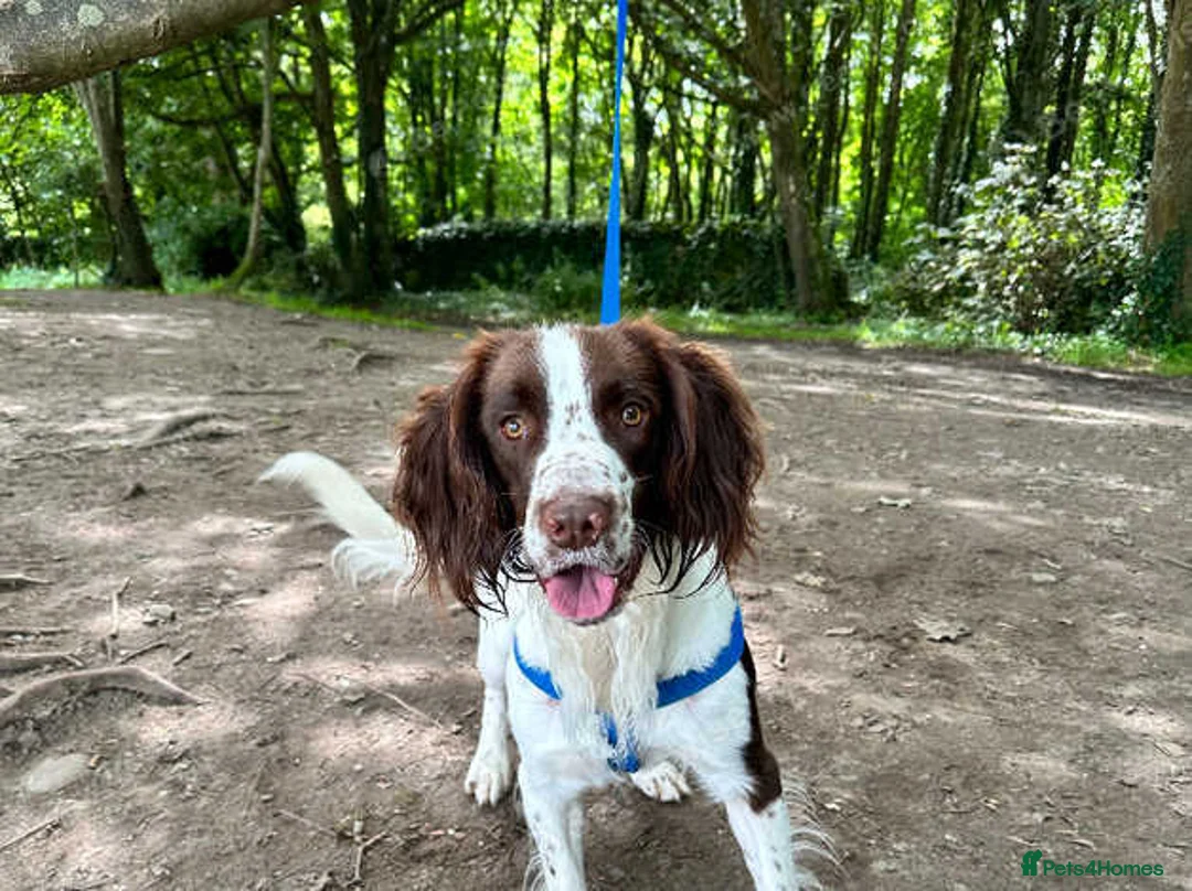 English Springer Spaniel dogs for stud: SPRINGER SPANIEL ENGLISH FOR STUD - Advert 2