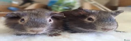 Guinea Pig rodents for sale: 2 show quality male guinepigs  in Stourport-on-Severn - Advert 3