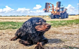 Cocker Spaniel dogs for sale: WORKING dna clear cocker spaniels  - Image 28