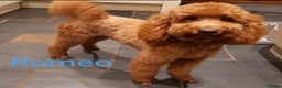 Labradoodle dogs for sale: ⭐️Fully Health Tested F1 Miniature Labradoodles - Advert 3