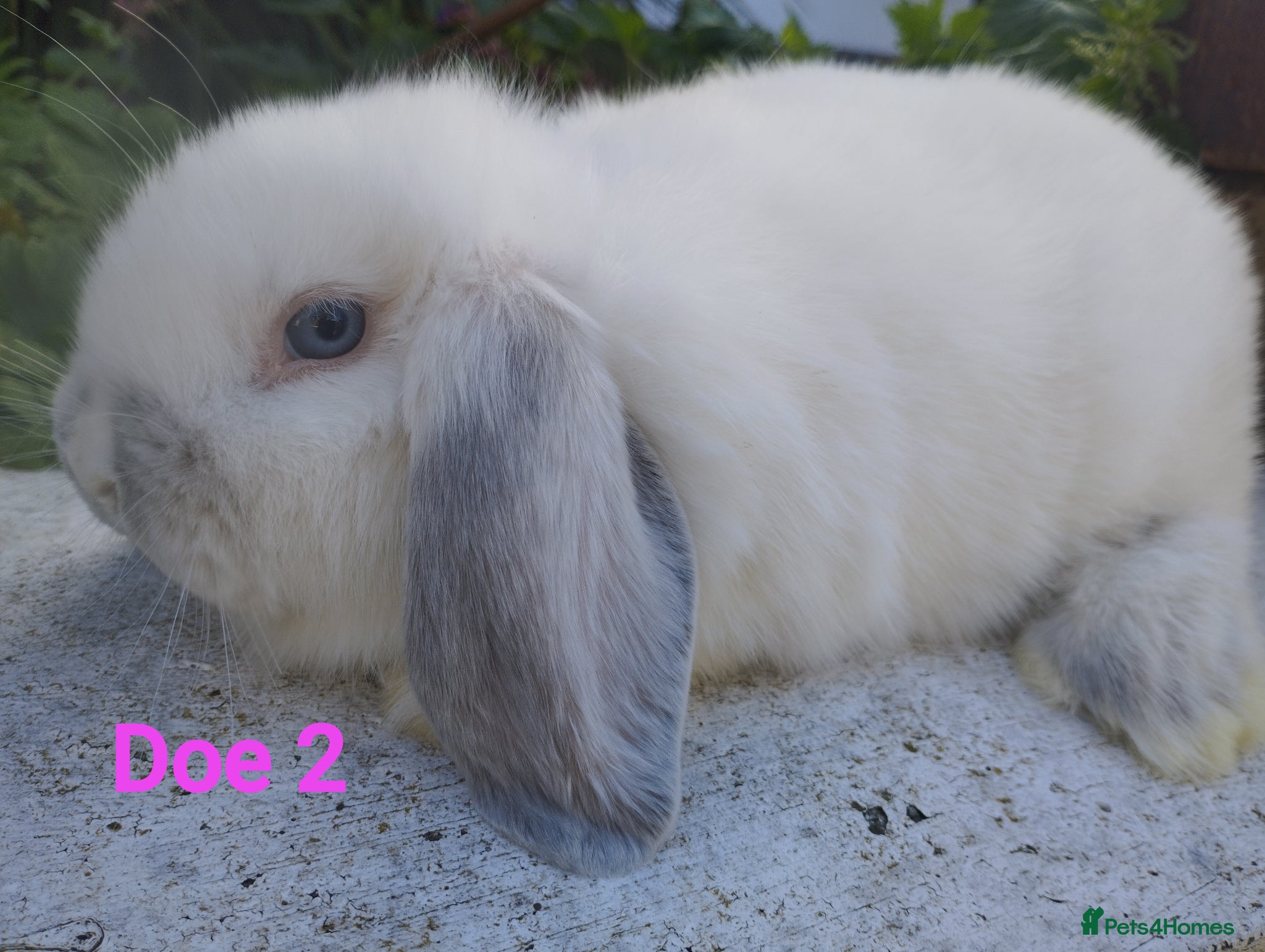 Mini Lop rabbits Buck 2 and Doe 2 Ready to leave 🥰 - Advert 2