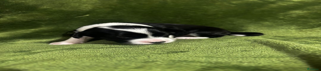 Chinese Crested Puppy 3