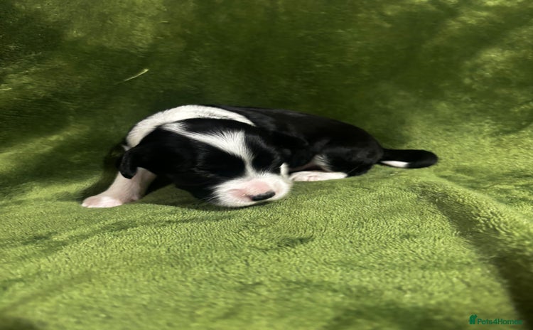 Chinese Crested dogs - Advert 1