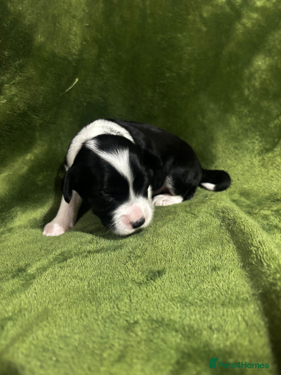 Chinese Crested dogs for sale: Powderpuff Chinese crested  - Image 1