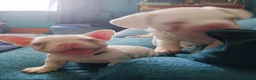 French Bulldog dogs for sale: Stunning French Bulldog puppies full pink husky in Spalding - Advert 8