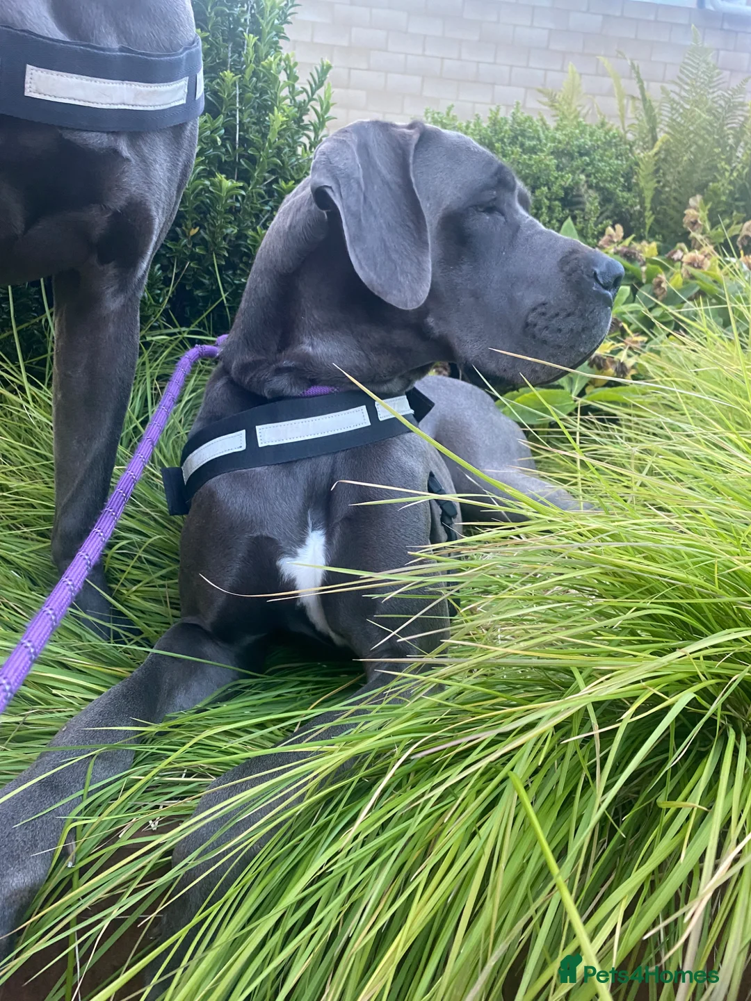 Great Dane dogs for sale: Blue Great Dane  - Advert 6