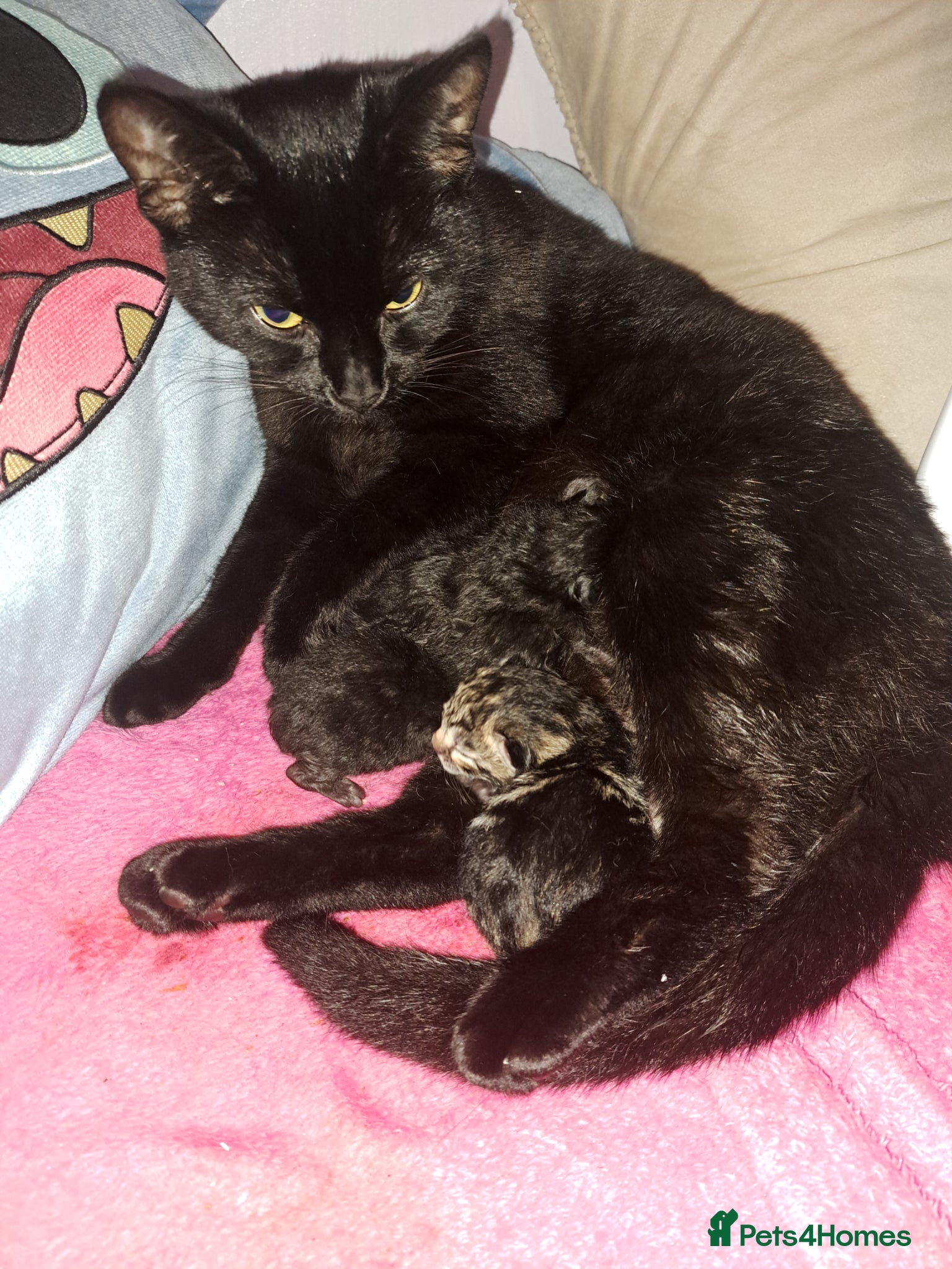 Mixed Breed cats Two beautifull boys kitten - Advert 7