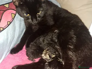 Mixed Breed cats Two beautifull boys kitten - Advert 1