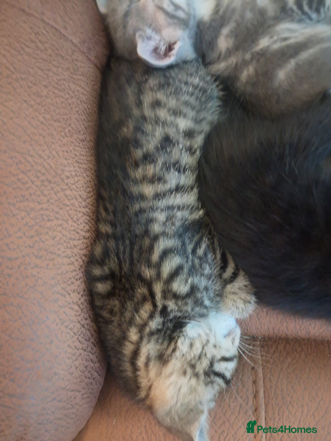 Mixed Breed cats for sale: 3 BEAUTIFUL KITTENS 😸 AVAILABLE  - Advert 23